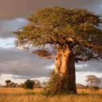 Tarangire Baobab Trees – Discover the Trees of Life on Your Tanzania Safari Tour