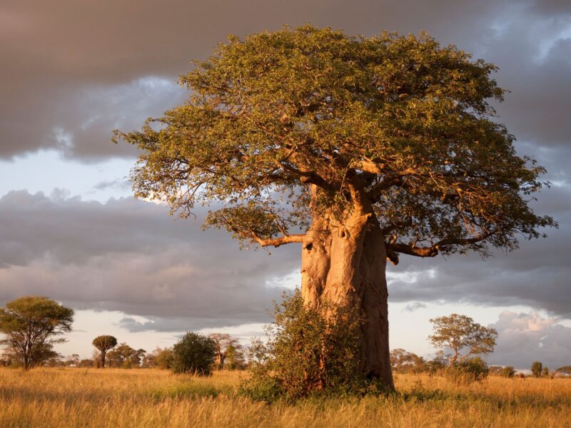 Tarangire Baobab Trees – Discover the Trees of Life on Your Tanzania Safari Tour