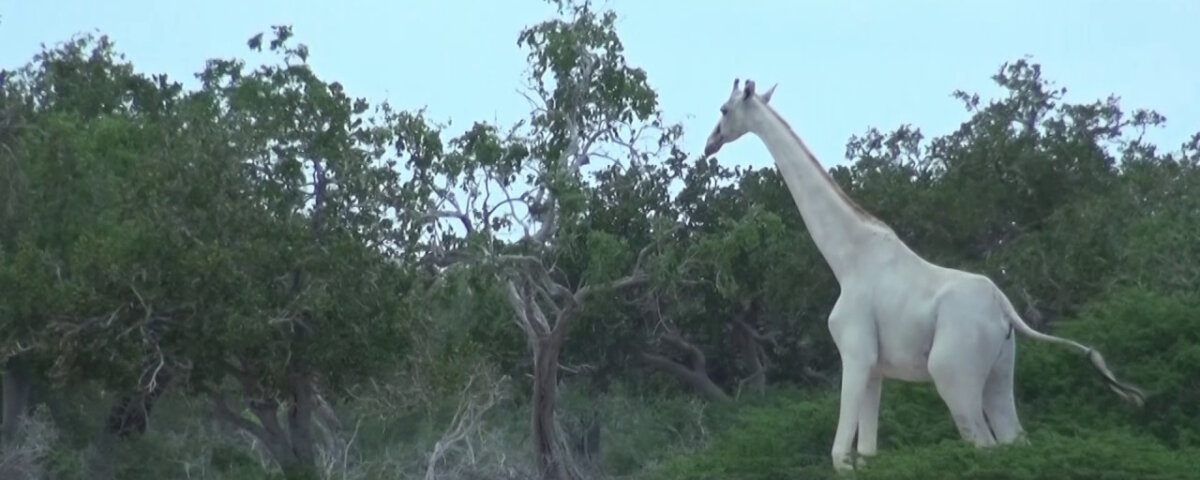 Rare Albino Wildlife in Tanzania – The Growing Wonder in the Wild