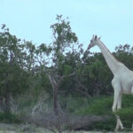Rare Albino Wildlife in Tanzania – The Growing Wonder in the Wild