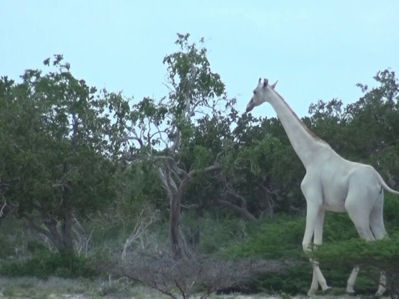 Rare Albino Wildlife in Tanzania – The Growing Wonder in the Wild