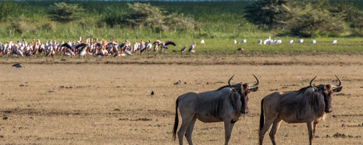 Lake Manyara National Park Tours