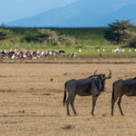 Lake Manyara National Park Tours
