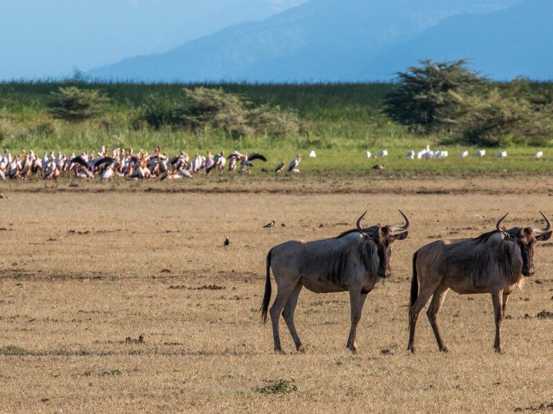 Lake Manyara National Park Tours