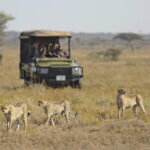 Dry Season vs Wet Season Tanzania Safari – Choose the Best Season for Your Adventure