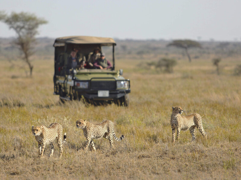 Dry Season vs Wet Season Tanzania Safari – Choose the Best Season for Your Adventure
