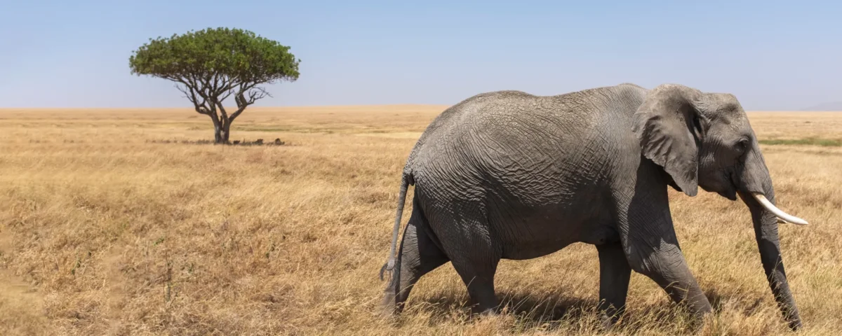6-Day Tanzania Safari Tour – A Life-Changing Adventure You Will Never Forget