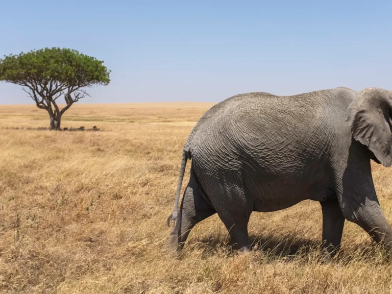 6-Day Tanzania Safari Tour – A Life-Changing Adventure You Will Never Forget