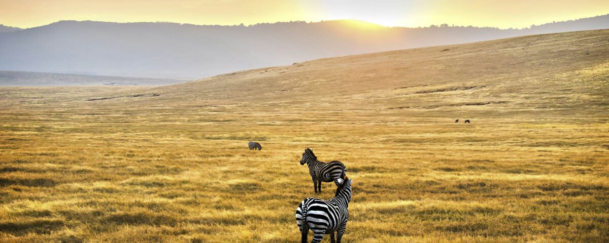 Experience an Unforgettable Morning Safari in the Serengeti National Park