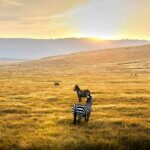 Experience an Unforgettable Morning Safari in the Serengeti National Park