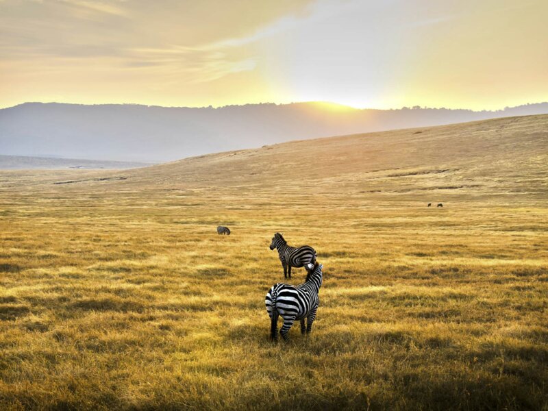 Experience an Unforgettable Morning Safari in the Serengeti National Park