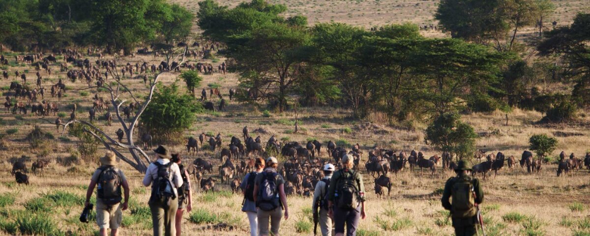 Tanzania Safari Shoes – Footprints of Adventure on Safari Trails