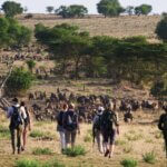 Tanzania Safari Shoes – Footprints of Adventure on Safari Trails