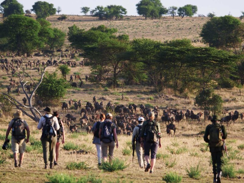 Tanzania Safari Shoes – Footprints of Adventure on Safari Trails