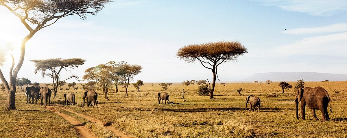 Why Tanzania National Parks Should Be on Your 2026 Bucket List?