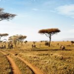 Why Tanzania National Parks Should Be on Your 2026 Bucket List?