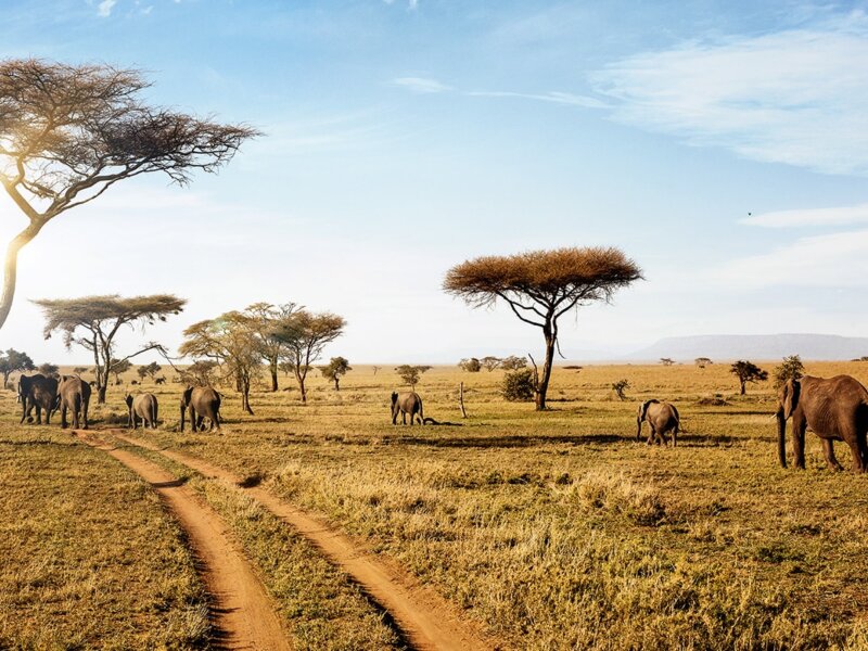 Why Tanzania National Parks Should Be on Your 2026 Bucket List?