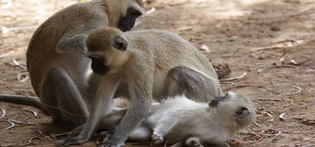 Animal Behaviour on Kenya Safaris