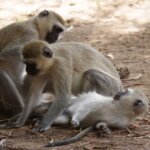 Animal Behaviour on Kenya Safaris