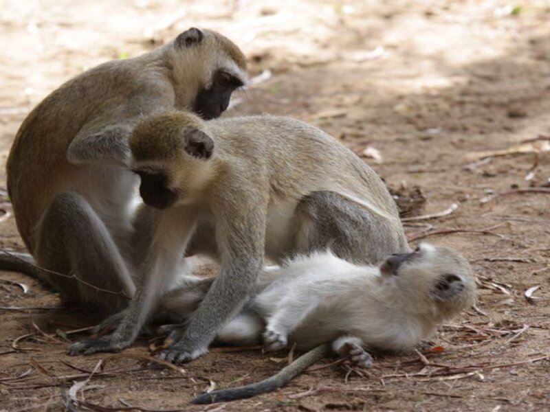 Animal Behaviour on Kenya Safaris