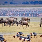 Best Parks for Wildlife Photography in Kenya