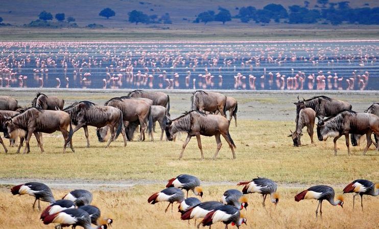 Best Parks for Wildlife Photography in Kenya