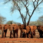 Best Places to See Elephan