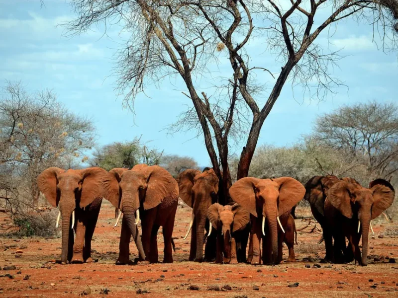 Best Places to See Elephan