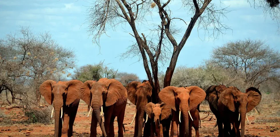 Best Places to See Elephan