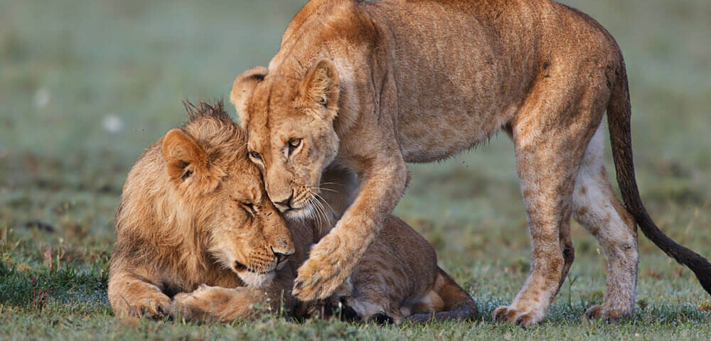 Best Time to See Big Cats in Kenya