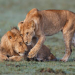 Best Time to See Big Cats in Kenya
