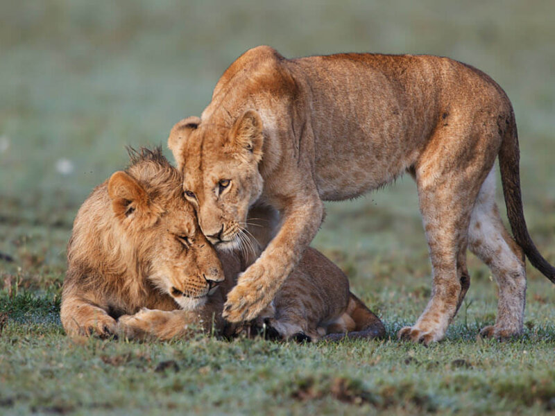 Best Time to See Big Cats in Kenya