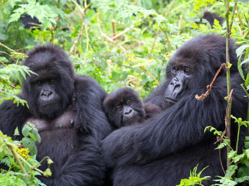Best time for Uganda gorilla trekking