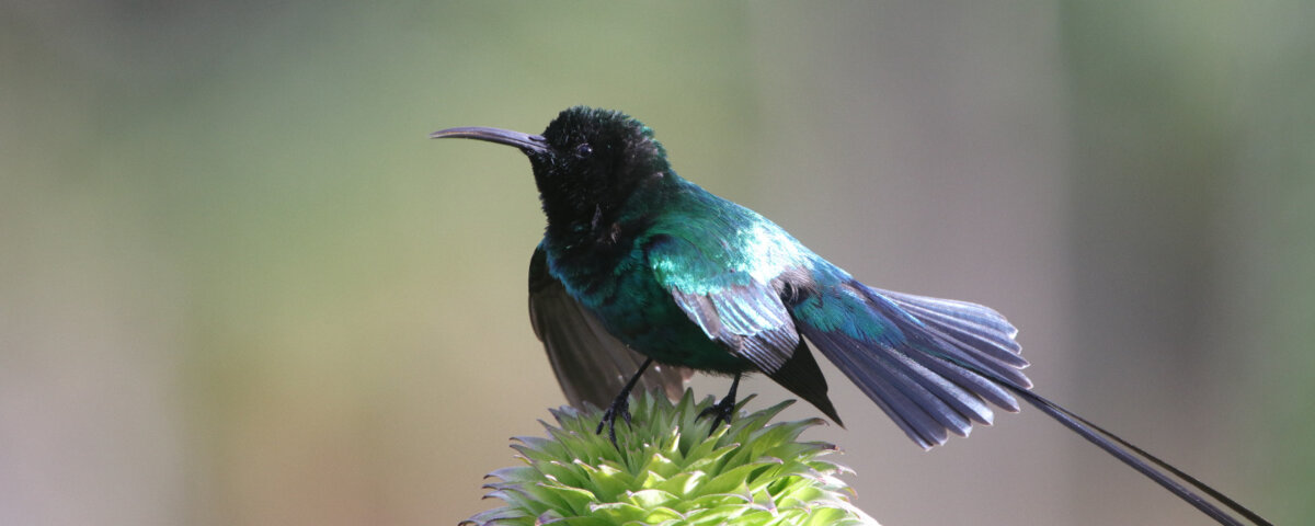 Birdwatching Safaris in Kenya Guide