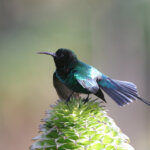 Birdwatching Safaris in Kenya Guide