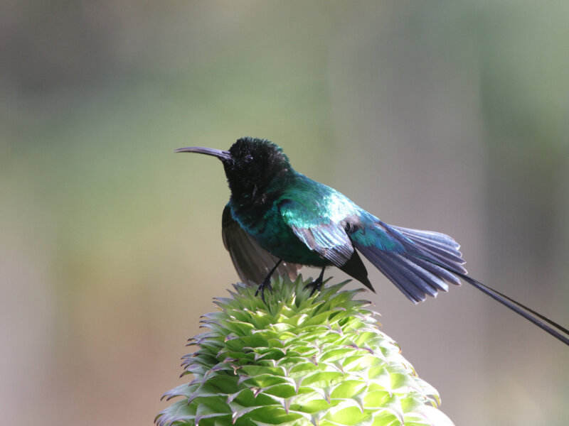 Birdwatching Safaris in Kenya Guide