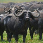 Buffalo Herd Encounters in Kenya