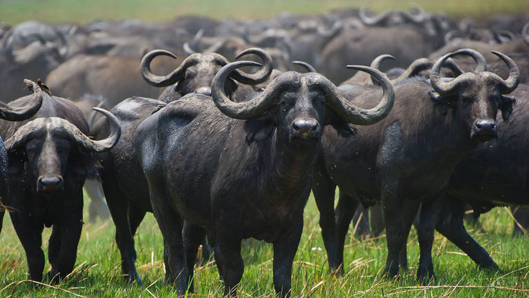 Buffalo Herd Encounters in Kenya