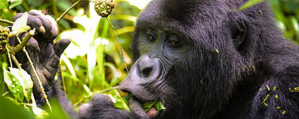 Cheap Uganda gorilla trekking tours