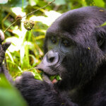 Cheap Uganda gorilla trekking tours