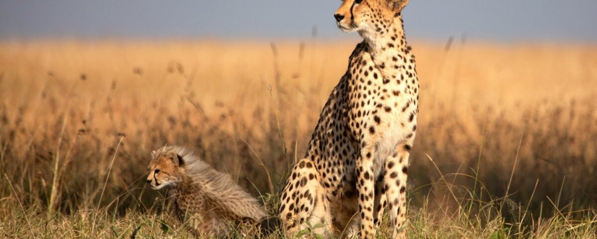 Tanzania Safari – 10 Days Southern Tanzania Safari Adventure
