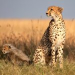 Tanzania Safari – 10 Days Southern Tanzania Safari Adventure
