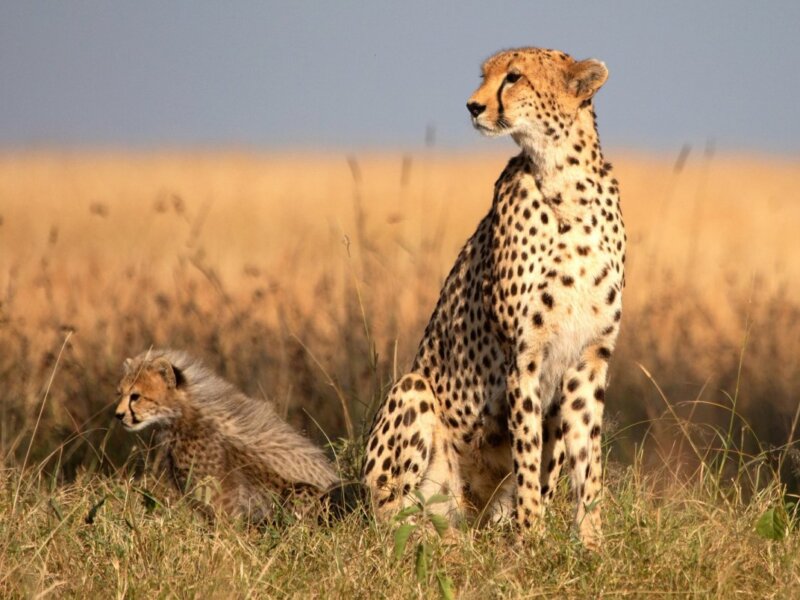 Tanzania Safari – 10 Days Southern Tanzania Safari Adventure