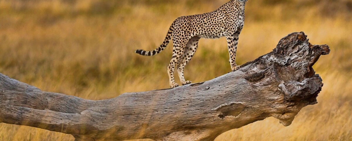 Cheetah Tracking in Kenya Safaris