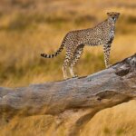 Cheetah Tracking in Kenya Safaris