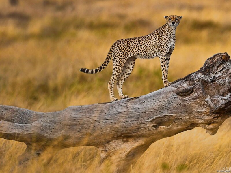 Cheetah Tracking in Kenya Safaris