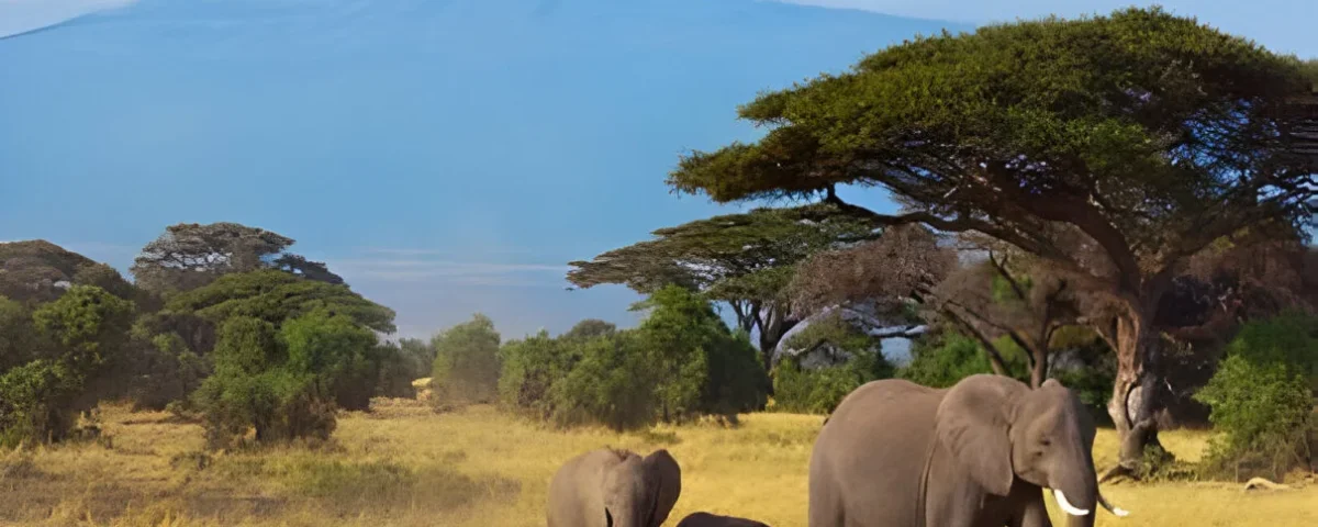 Complete Guide to Kenya Safaris in 2026