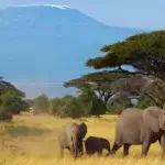 Complete Guide to Kenya Safaris in 2026
