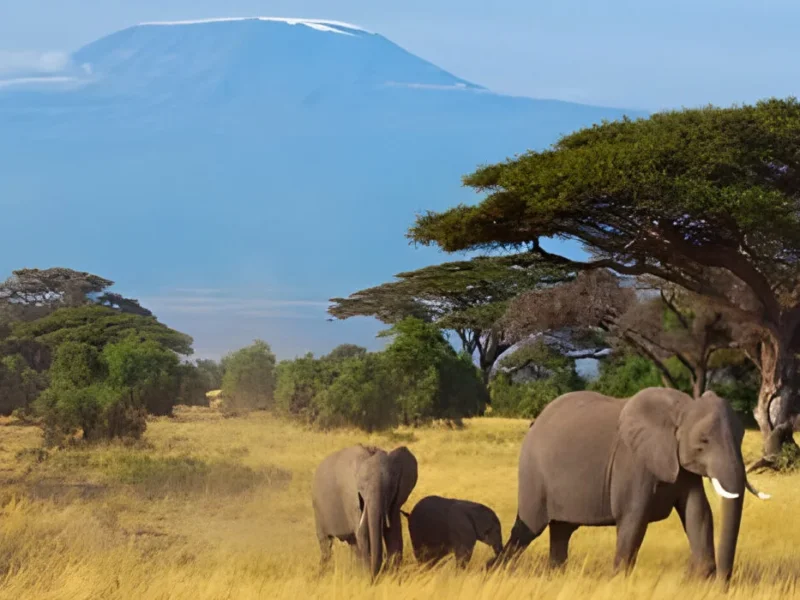 Complete Guide to Kenya Safaris in 2026