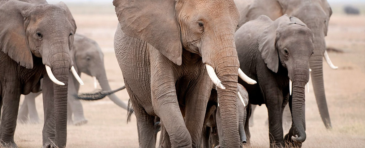 Elephant Herd Migration in Kenya